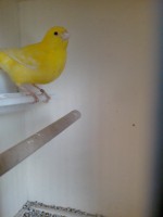 /album/elevage-de-canari/canari-jaune-intensif-male-2-jpg/